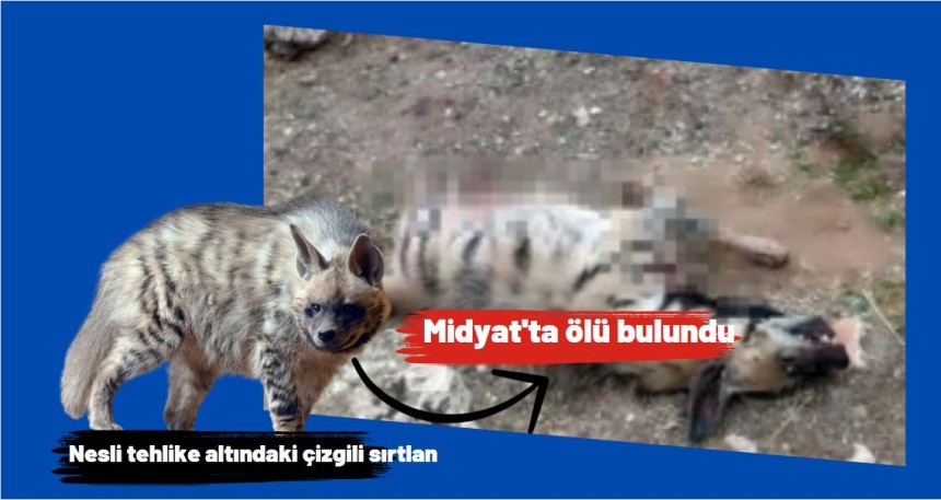 Nesli tehlike altındaki çizgili sırtlan Midyat'ta ölü bulundu
