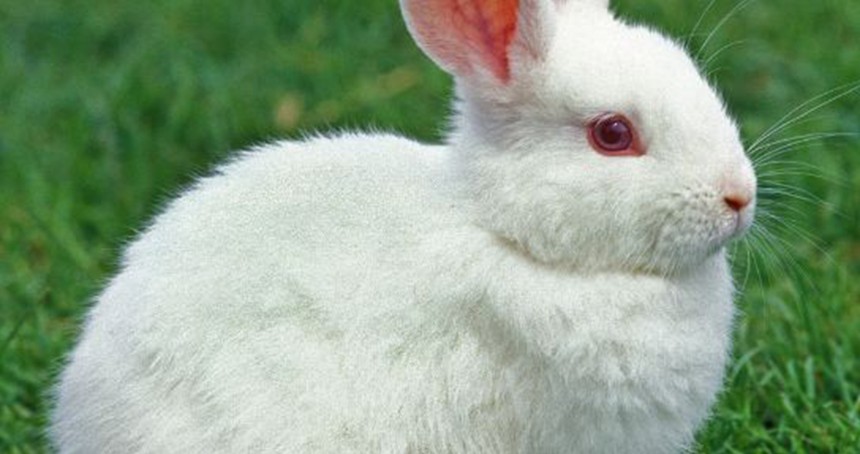 Nakil belgesiz tavşan taşıyan sürücüye cezai işlem