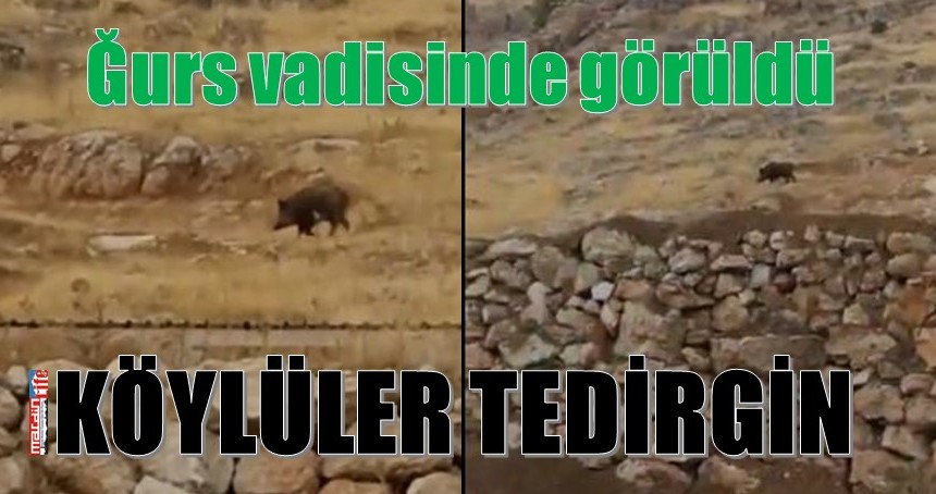 Aç kalan domuzlar, vadiye indi