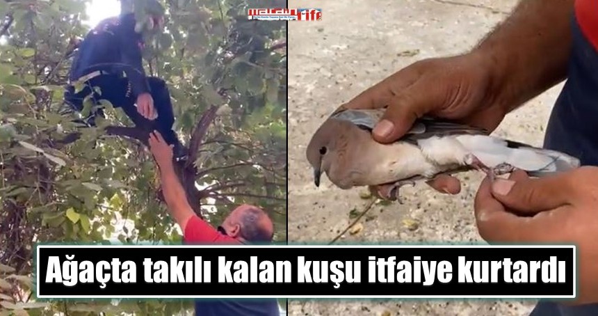 Ağaçta takılı kalan kuşu itfaiye kurtardı