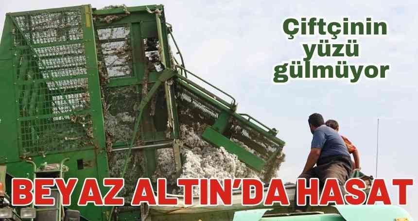 Beyaz Altın'da Hasat Devam ediyor...