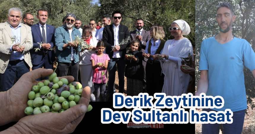Derik Zeytinine Dev Sultanlı hasat