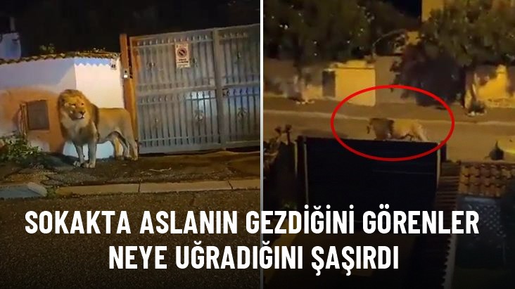Sirkten kaçan aslan sokaklarda gezdi