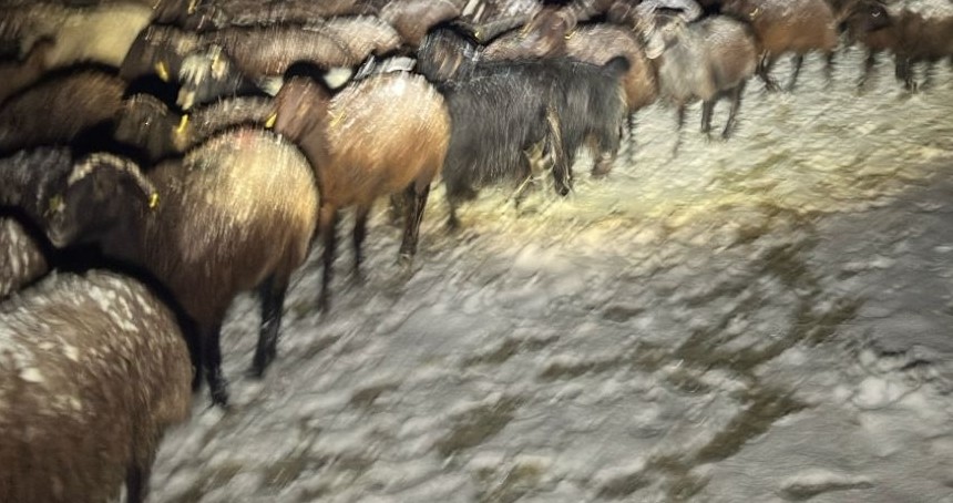 Karda mahsur kalan çoban ve 3 bin koyun kurtarıldı