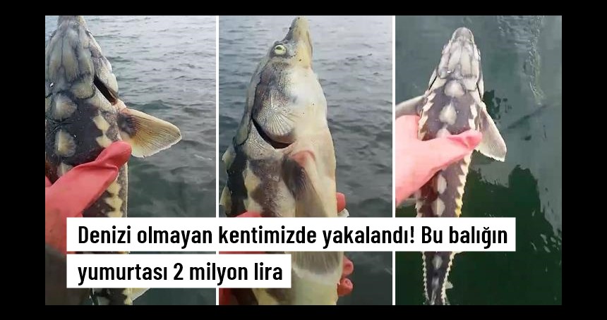 Denizi olmayan kentimizde yakalandı! Bu balığın yumurtası 2 milyon lira