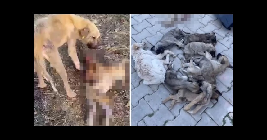 Belediyesi'nin barınağında aç kalan köpeklerin yaptıkları şoke etti