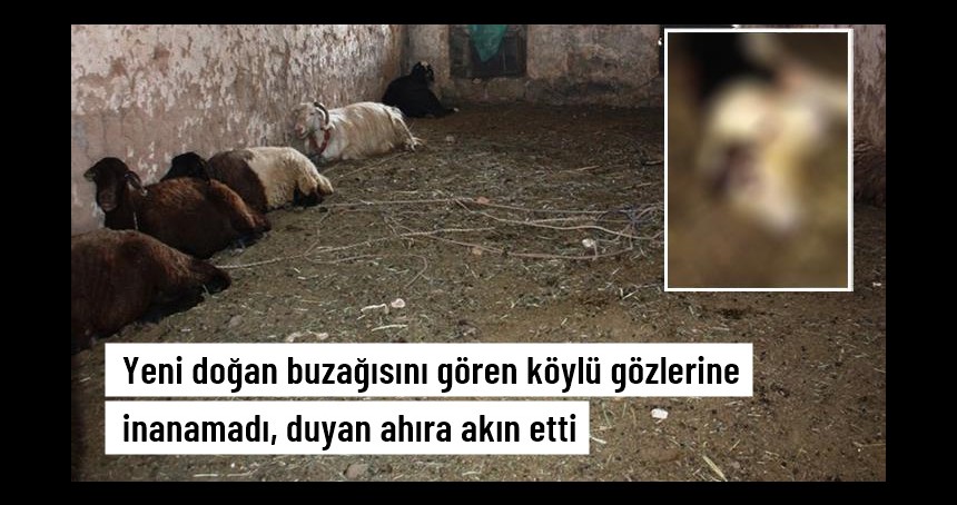 Çift başlı doğan buzağısını gören köylü gözlerine inanamadı