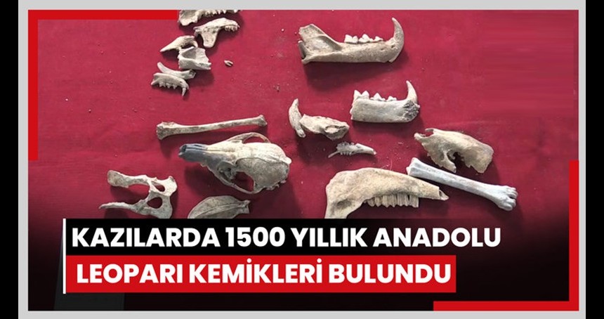 Mardin'de 1500 yıllık leopar kemikleri bulundu