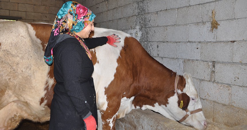 Mardinli ev kadını Çiftçi Destek Kredisi ile besici oldu