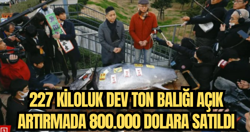 227 kiloluk dev ton balığı açık artırmada 800.000 dolara satıldı