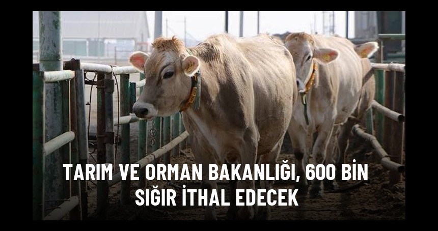 Tarım ve Orman Bakanlığı 600 sığır ithal edecek