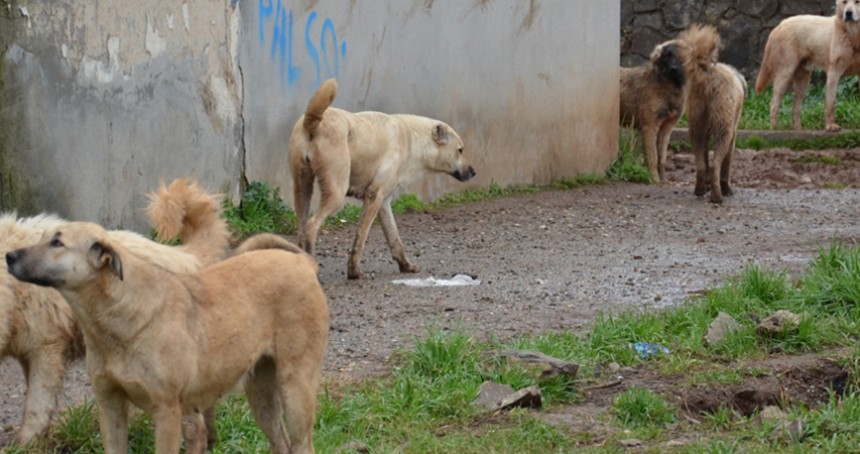 Başıboş köpeğin saldırısına uğrayan genç yaralandı