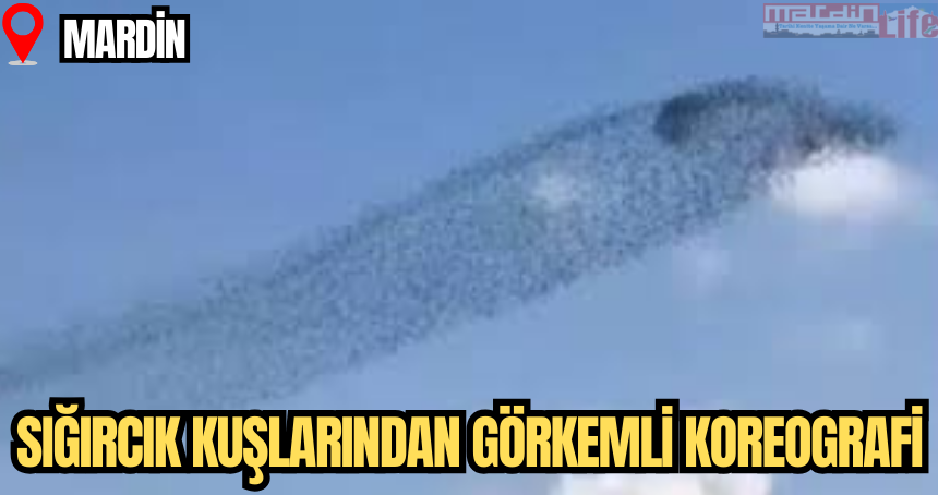 Mardin Semalarında Sığırcık Kuşlarından Görkemli Koreografi