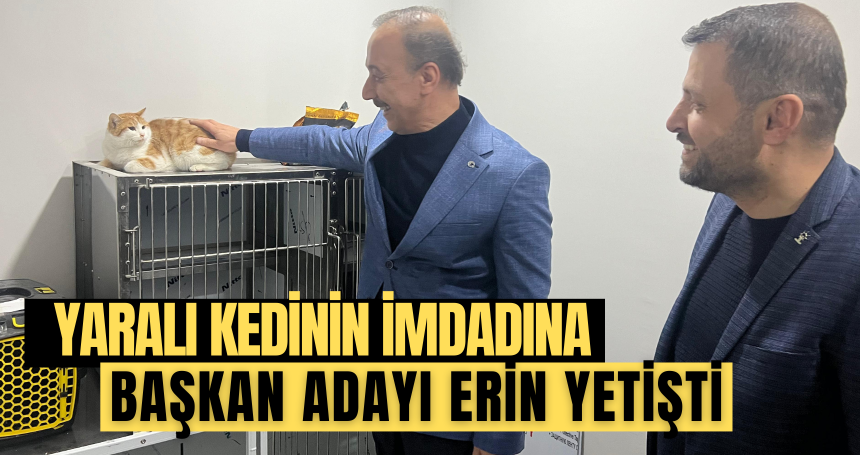 Yaralı kedinin imdadına başkan adayı Erin yetişti