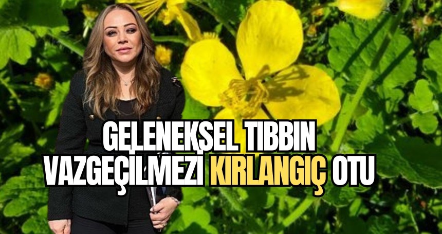 Geleneksel tıbbın vazgeçilmezi kırlangıç otu