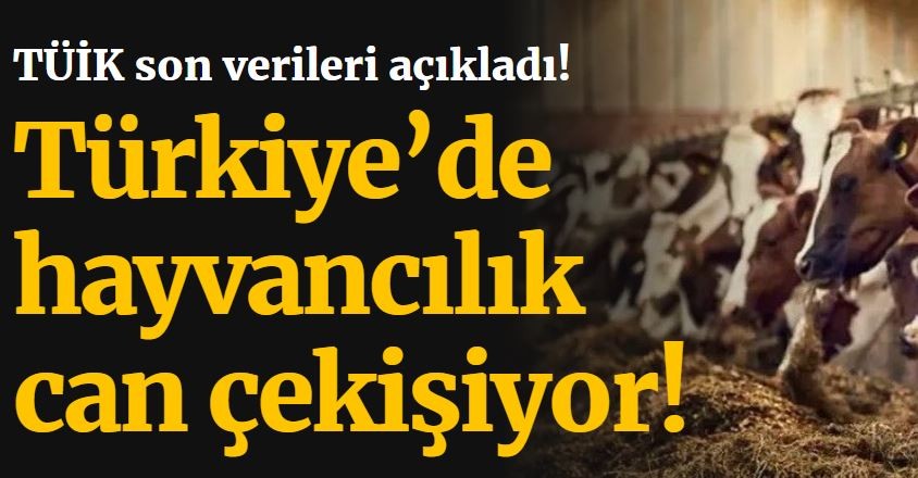 Türkiye’de hayvancılık can çekişiyor! TÜİK son verileri açıkladı
