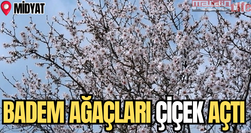 Midyat'ta badem ağaçları çiçek açtı