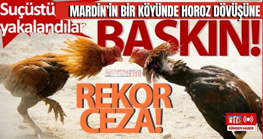 Köyde bahis operasyonu! 54 Horoza el konuldu! Rekor ceza verildi