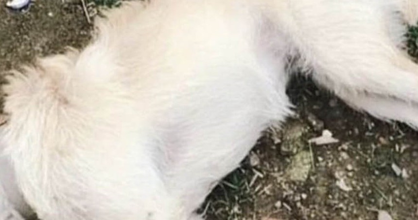 Çanakkale'de 14 köpek zehirlenerek öldürüldü