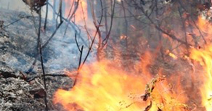 Artvin'de orman yangını 