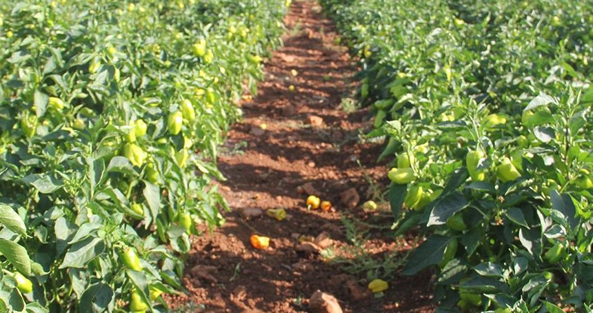 Tarım-ÜFE yıllık ve aylık arttı