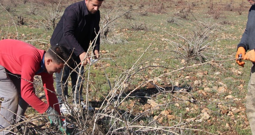 Bağ budamada dikkat edilmesi gerekenler nelerdir?