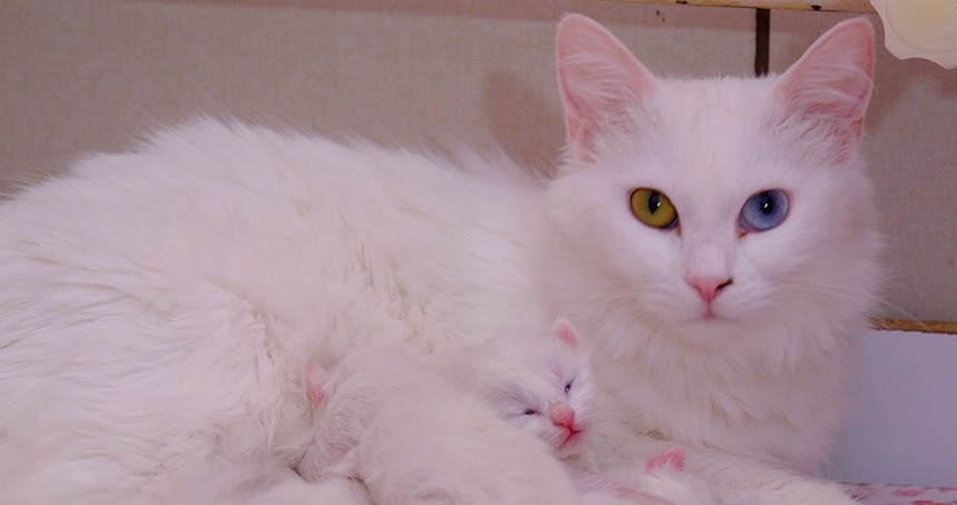 Yılın ilk yavru Van kedileri dünyaya geldi