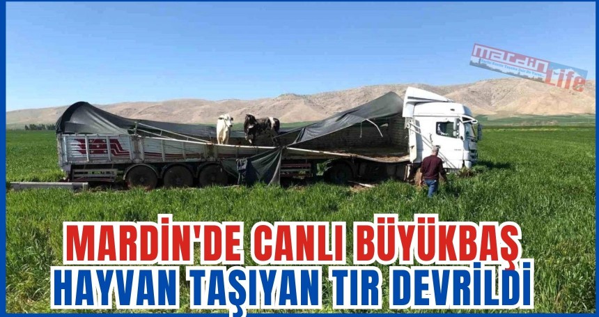 Mardin'de canlı büyükbaş hayvan taşıyan tır devrildi