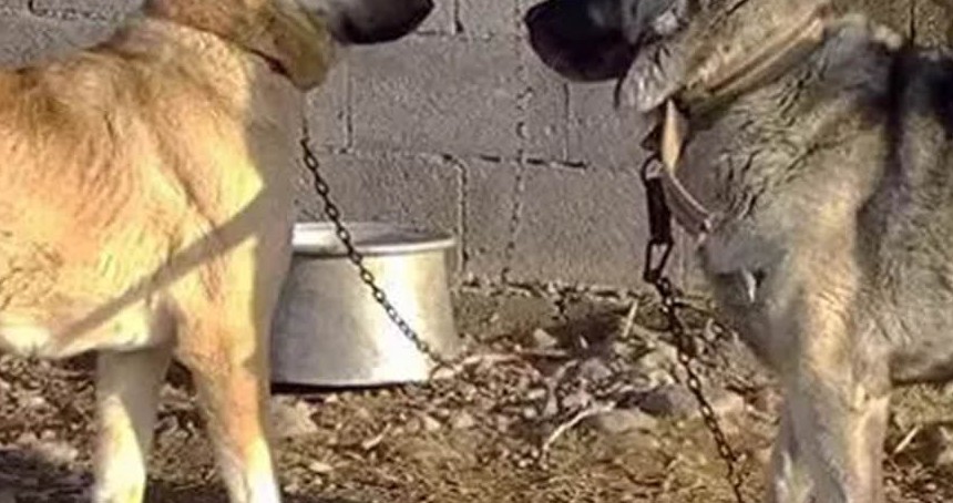 Kırklareli'nde köpek dövüştürenlere 214 bin lira ceza