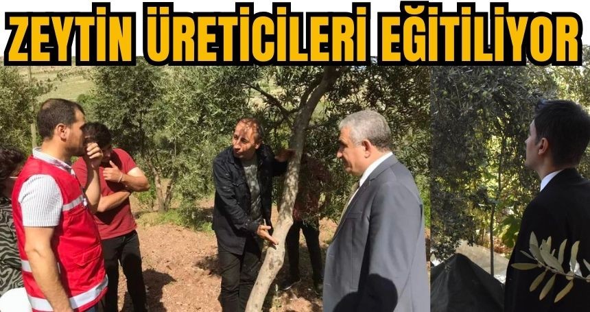 Zeytin üreticilerine eğitim