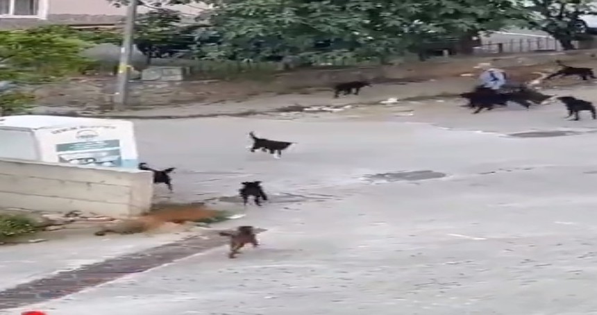 Bursa'da başıboş köpekler halkı tedirgin ediyor 