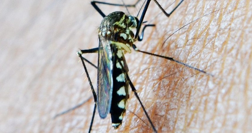 Uzmanlar, sıtma hastalığı konusunda uyarıyor