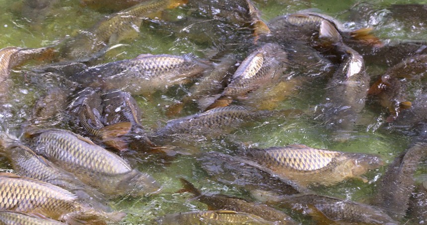 Adana'da yavru sazan balığı üretimi sağımla başladı