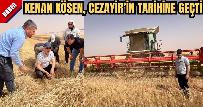 Kösen, Sahra Çölde ikinci buğday hasadını gerçekleştirdi
