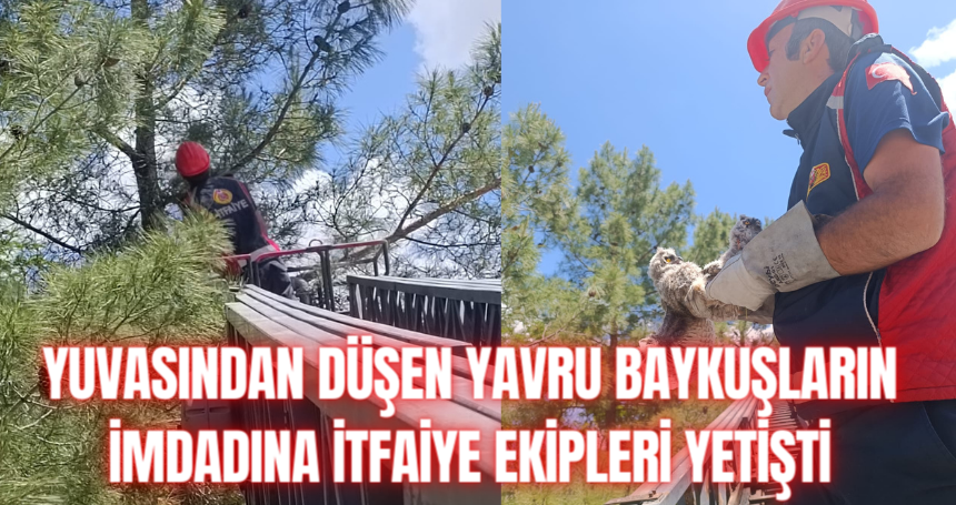 Yuvasından düşen yavru baykuşların imdadına itfaiye ekipleri yetişti