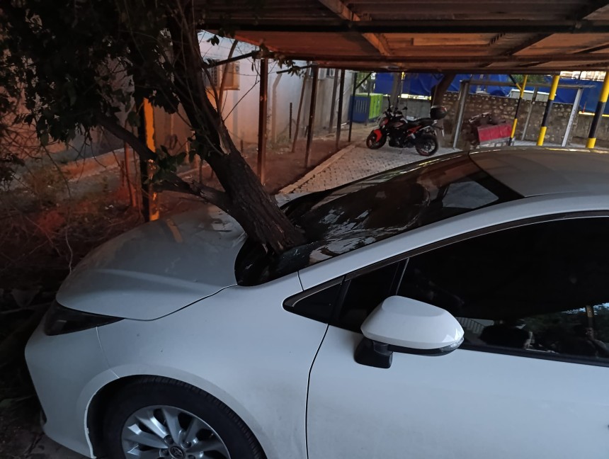 Şiddetli rüzgarın devirdiği ağaç, otomobilin üzerine düştü