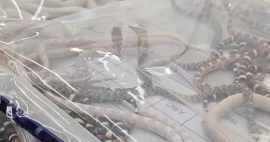 Çin'de bir adam pantolonunda 104 canlı yılan kaçırırken yakalandı