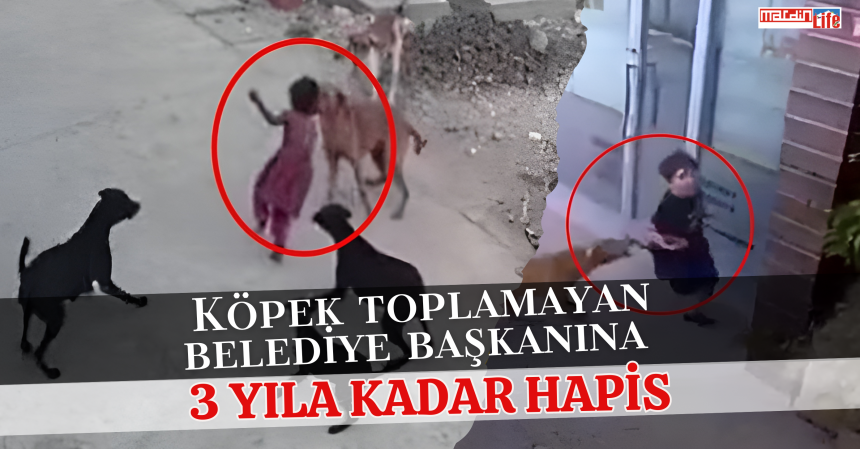 Köpek toplamayan belediye başkanına üç yıla kadar hapis