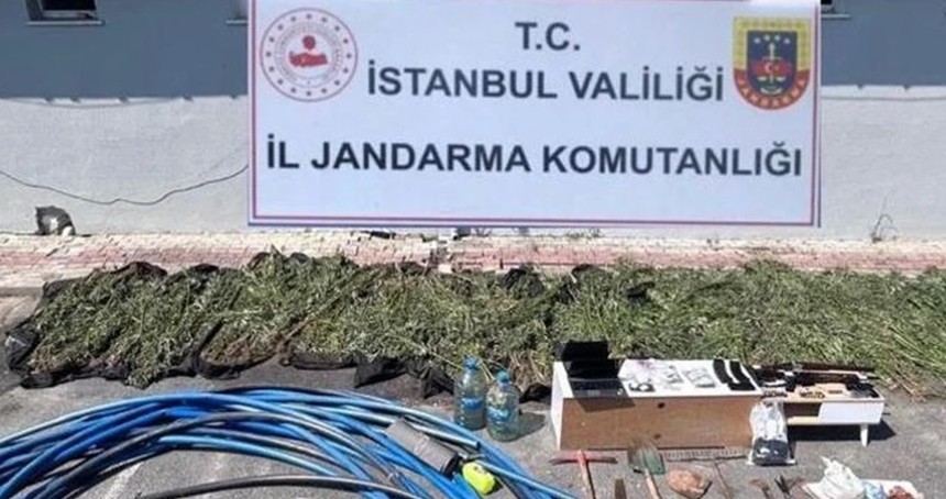 İstanbul'da 2 bin 120 kök kenevir ele geçirildi: 6 gözaltı