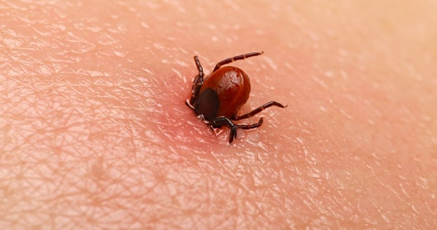 Lyme Hastalığı nedir? Kene ile ilişkisi nedir? Belirtileri nelerdir?