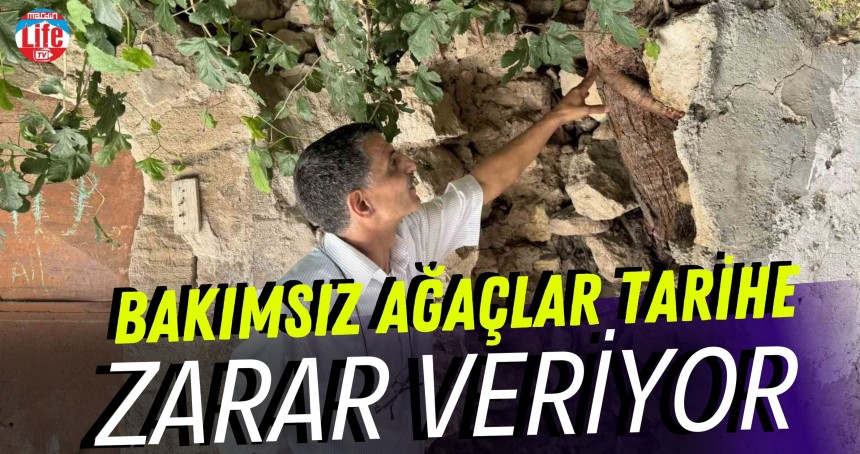 Bakımsız ağaçlar tarihe zarar veriyor