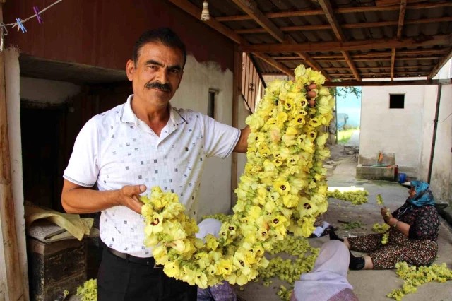 'Sarı altın' için hasat başladı! Bu yıl kilosu 1000 TL'den alıcı buluyor