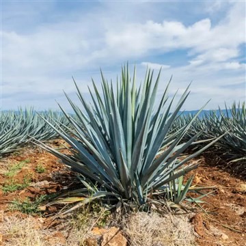 Agave bitkisi nedir? Besin değeri ne kadar? Faydaları nelerdir? Türkiye'de nerde görüldü? Bitkiyi özel kılan ne?