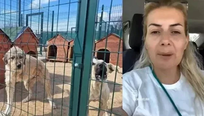 Köpek Velisi hesabıyla tanınan Buket Özgünlü kimdir? Topladığı bağış paralarını ne yaptı? MASAK raporunda ne çıktı?