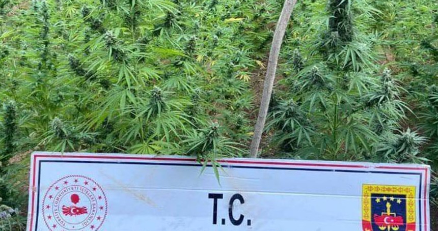 Bingöl'de 225 kök kenevir ele geçirildi