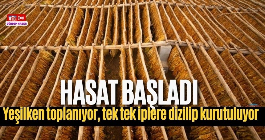 MARDİNLİ kadınların zorlu hasat mesaisi başladı