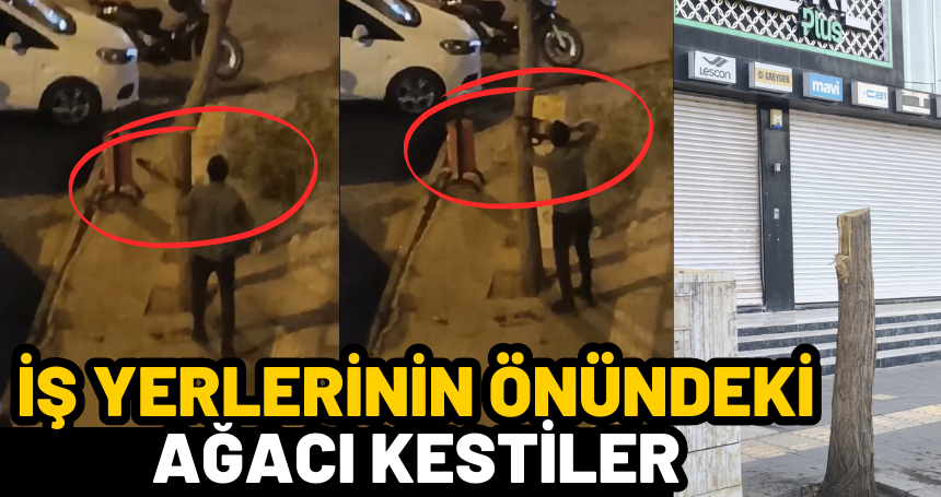 İş yerlerinin önündeki ağacı kestiler