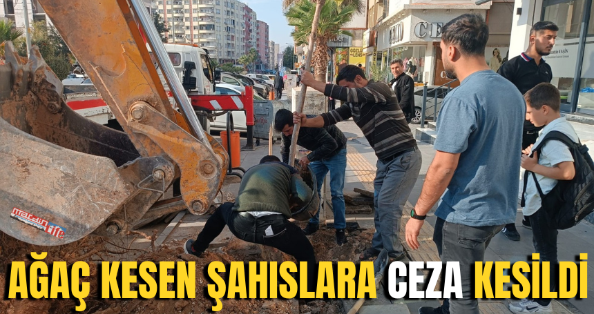 Mardin’de ağaç kesen şahıslara ceza kesildi