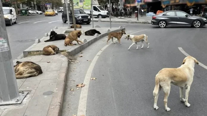 Başıboş sokak köpekleri beyaz kanser yayıyor