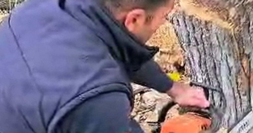 Ağacın kovuğunda sıkışan köpek kurtarıldı